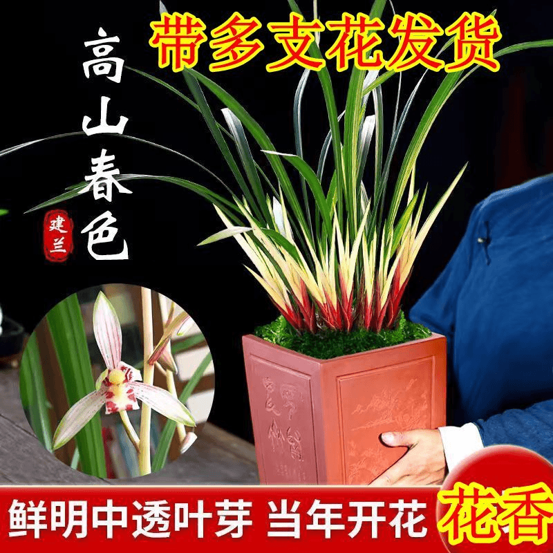 国兰/杂交兰/洋兰类带多支花 高山春色 室内客厅摆放 浓香型 多次