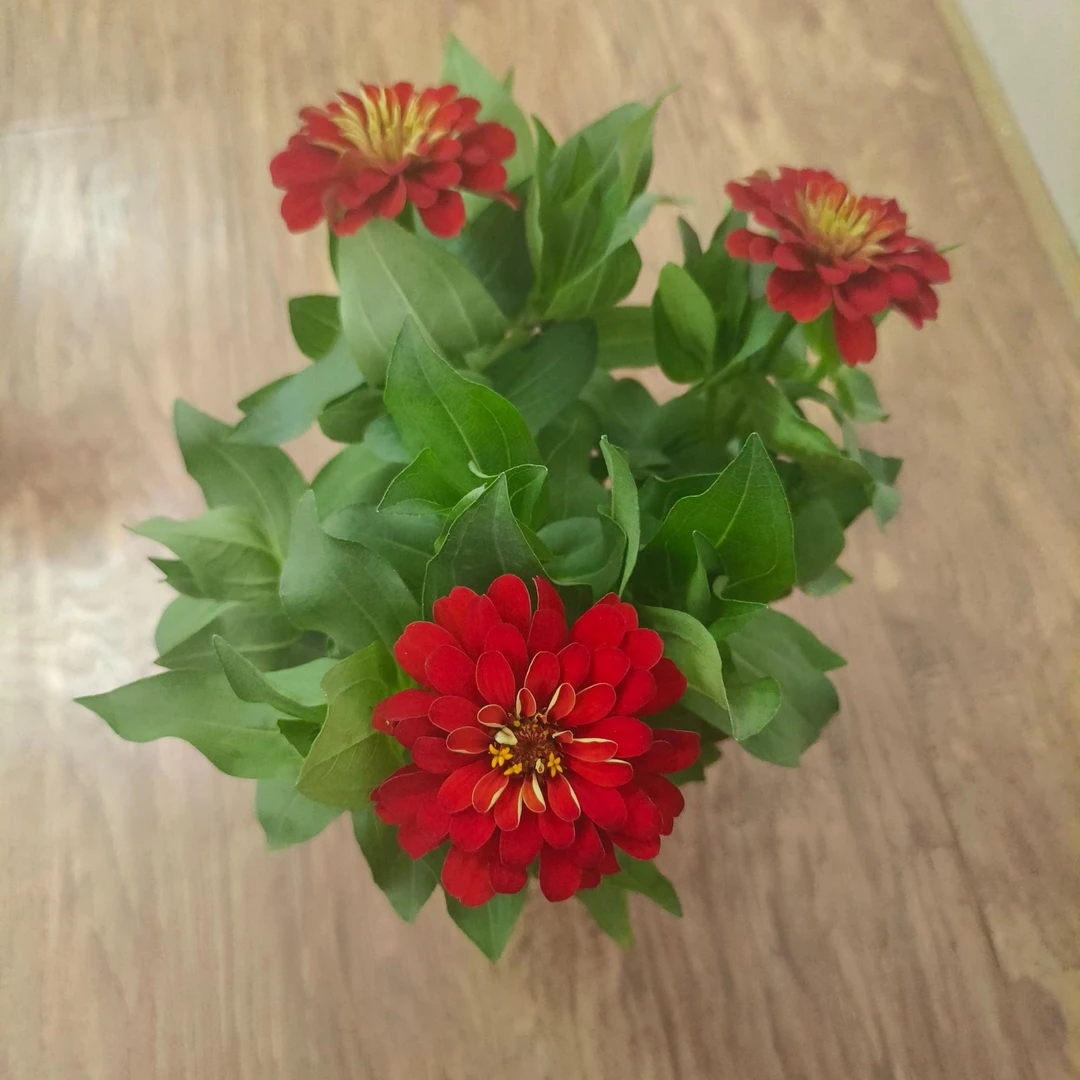 百日草重瓣四季种植易养活百日菊