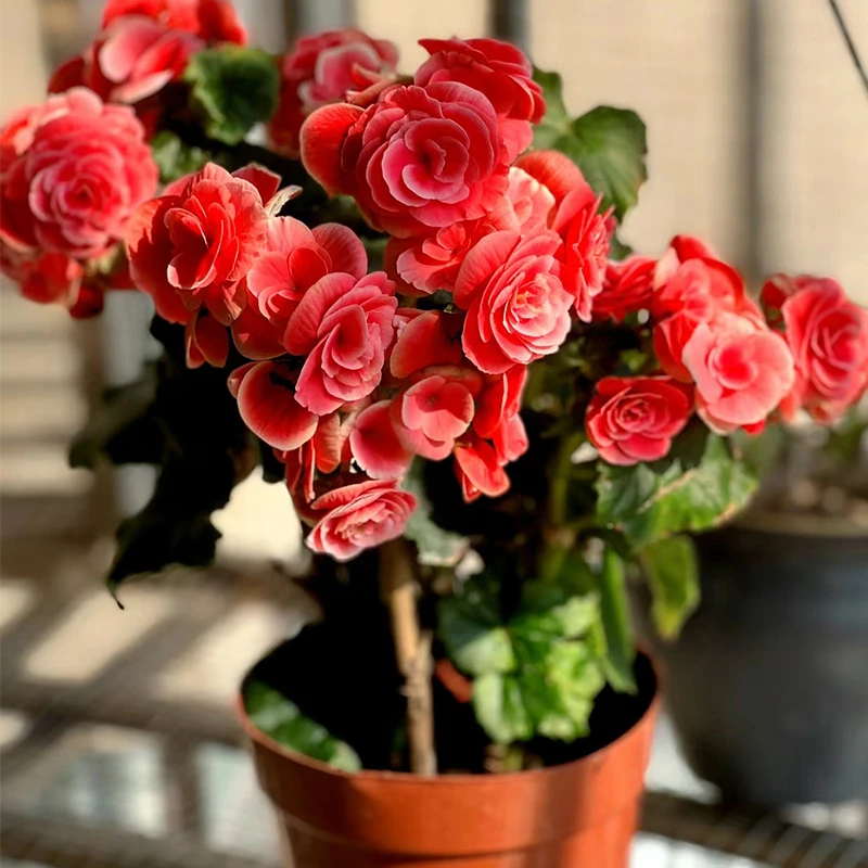 丽格海棠四季开花多年生  拍一发二