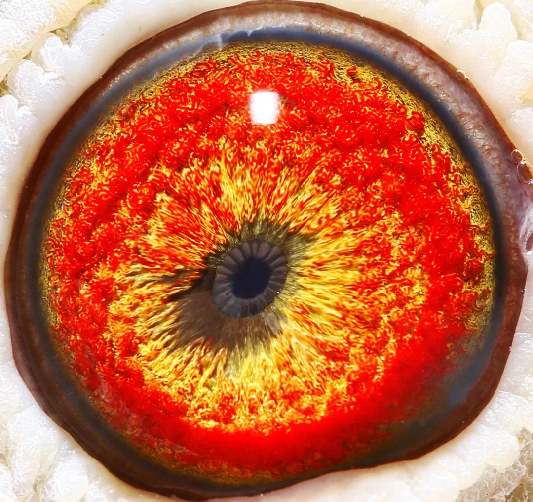 比利时赛鸽 成绩鸽 天落鸟