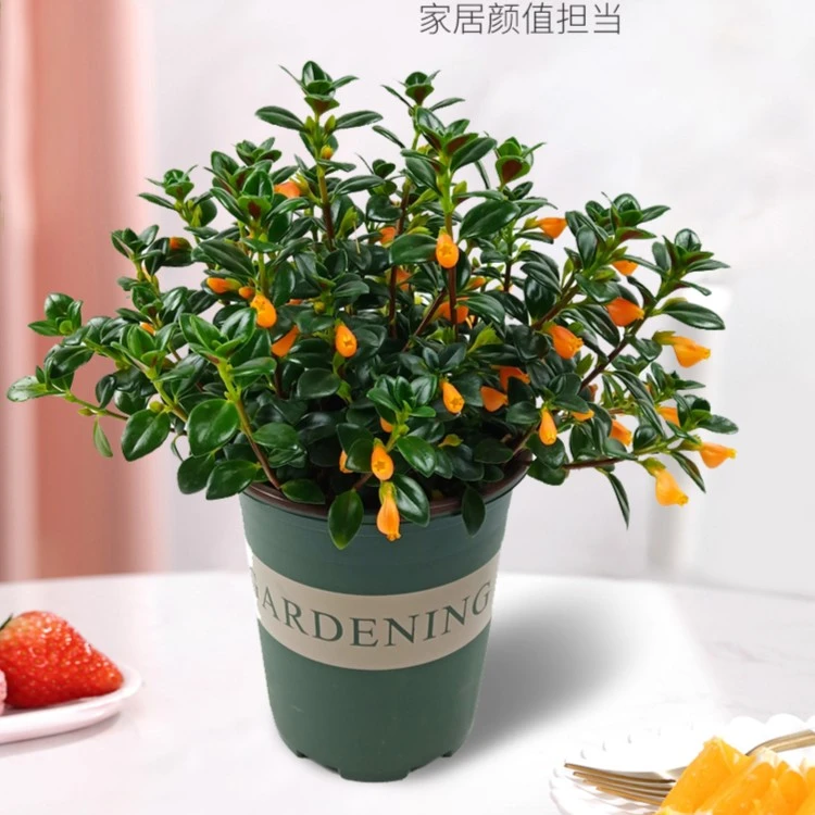 金鱼吊兰金鱼花室内阳台庭院盆栽绿植花卉好养实拍活吊盆耐旱开花