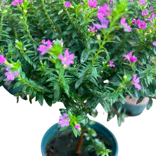 独干满天星棒棒糖  室内养殖   四季开花  带有花苞