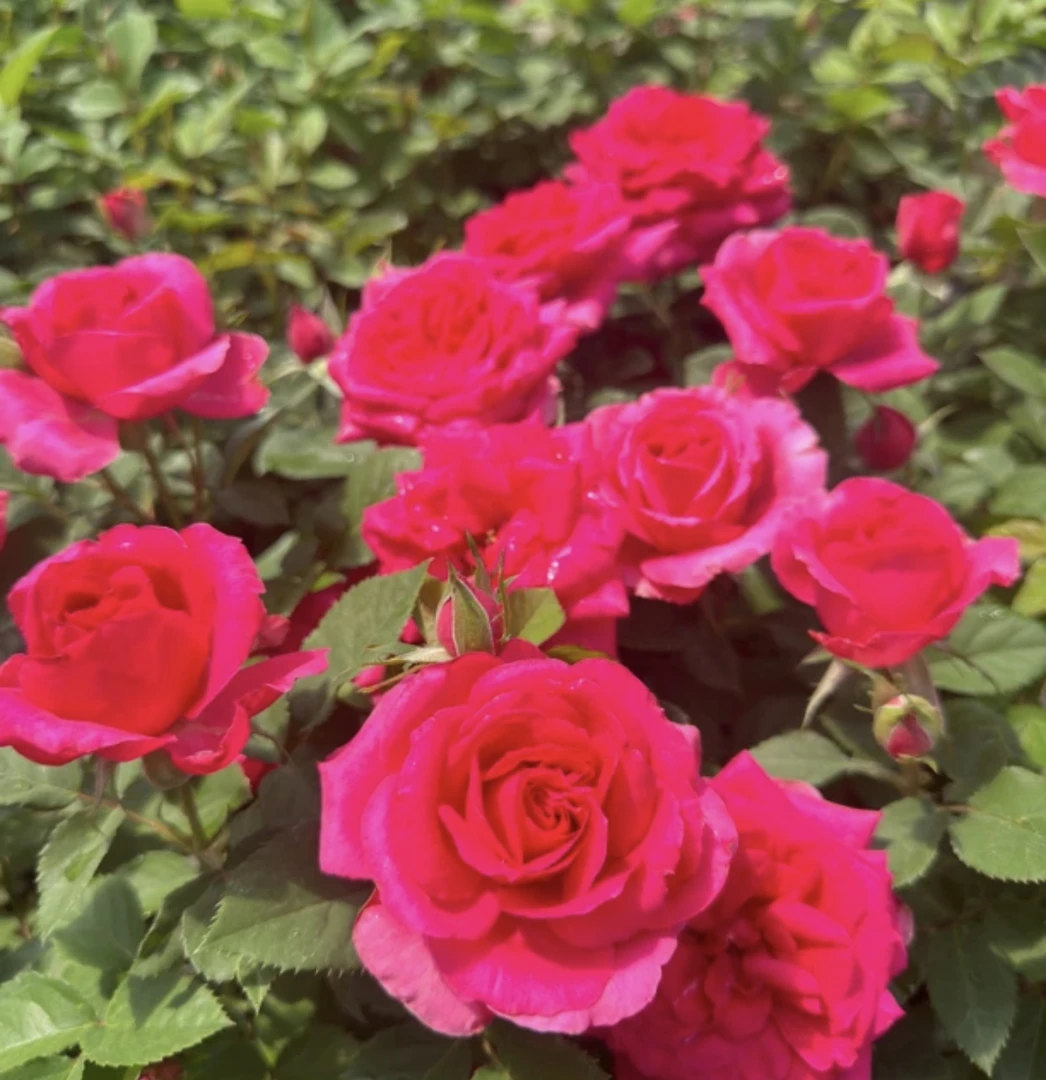 （凤舞）大花经典玫红色大花月季盆栽 180大盆