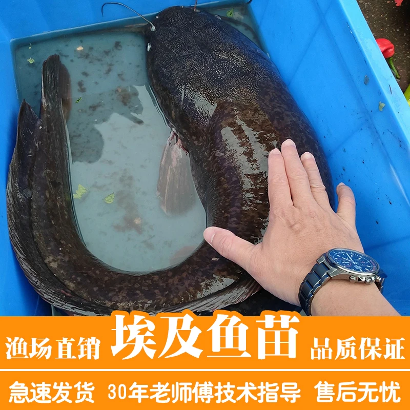 埃及塘鲺鱼苗高密度淡水养殖革胡子鲶淡水鱼苗批发八须胡子鲶