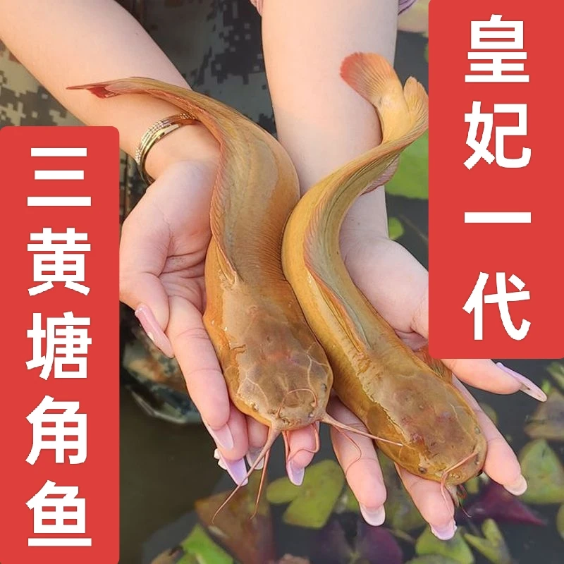 特大皇妃一号正宗塘鲺鱼苗土塘鲺鱼包邮本地塘鲺鱼苗三黄鲜活苗