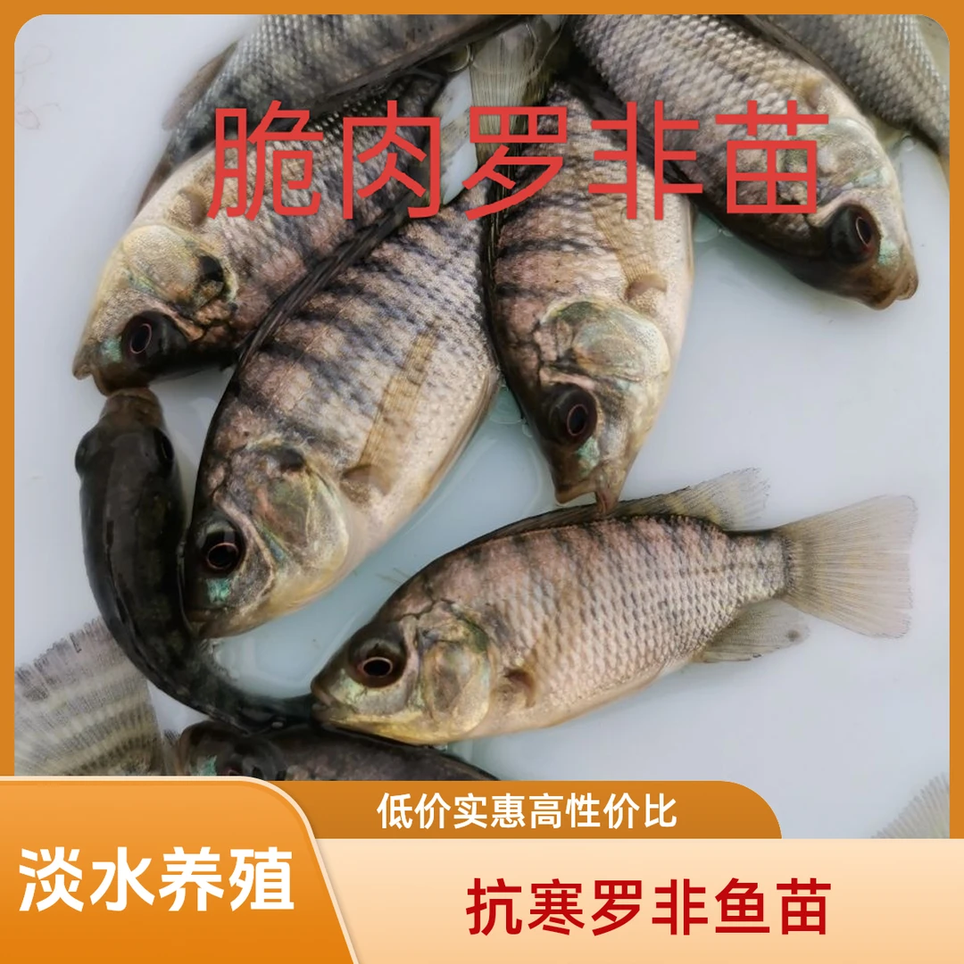 抗寒罗非鱼苗鲜活罗非鱼苗优质食用特大脆肉罗非鱼苗淡水养殖