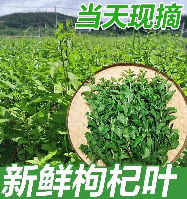 应季枸杞叶蔬菜新鲜枸杞头嫩芽现摘养生蔬菜清火养目农家野菜四川