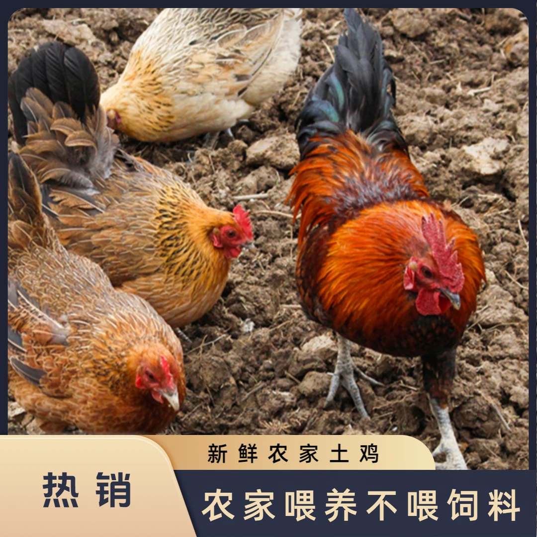 贵州散养土鸡新鲜现杀跑山鸡窑鸡营养月子鸡顺丰包邮新鲜