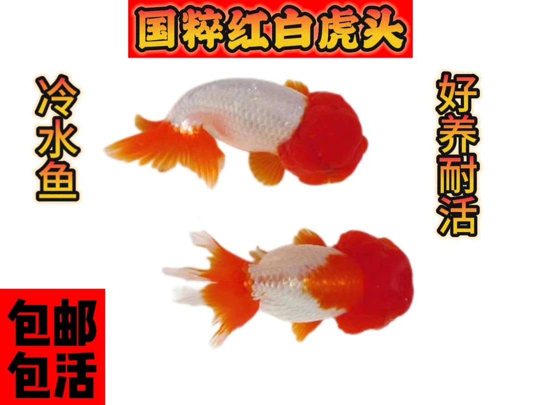 国粹红白虎头金鱼/5条/淡水观赏鱼好养耐活