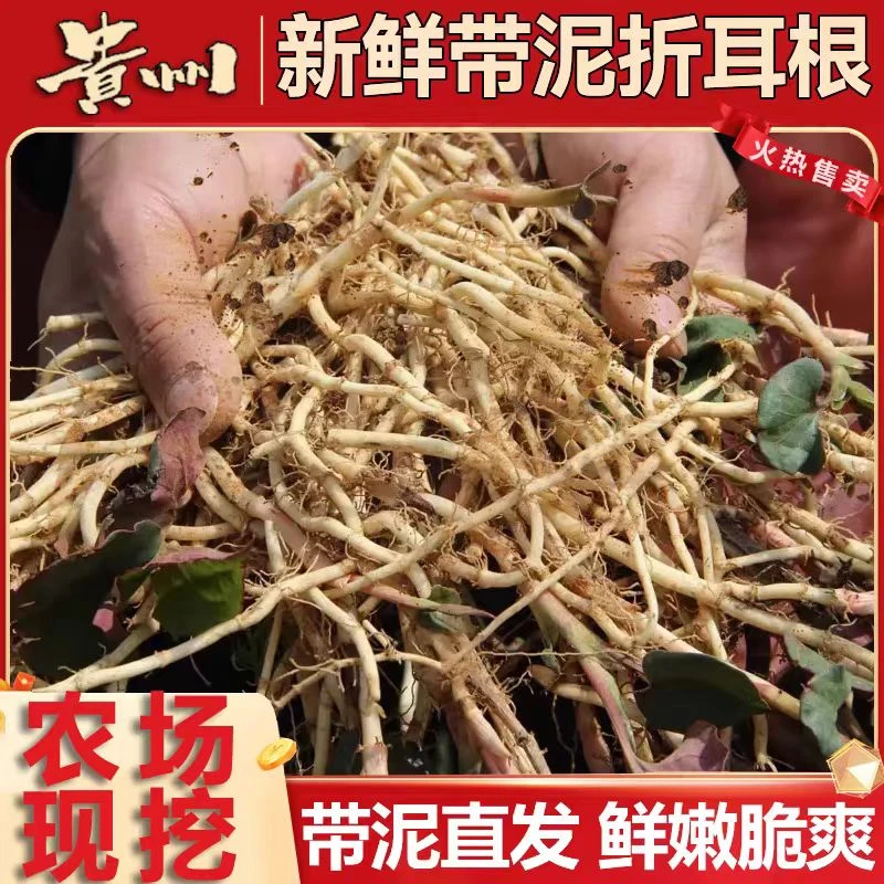 贵州折耳根新鲜现挖农家鱼腥草嫩根正宗凉拌节节根贵州特产带泥