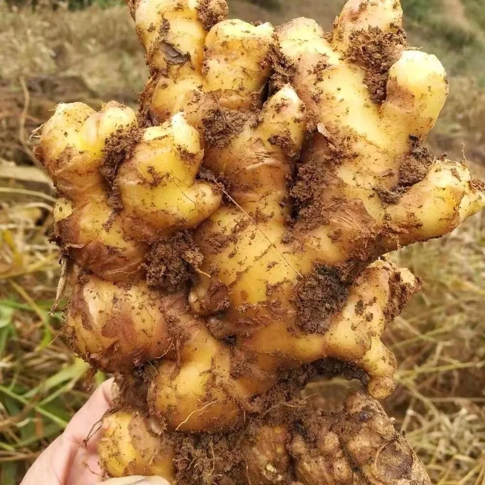 贵州新鲜小黄姜嫩姜农家种植新鲜小姜现挖现发辣辛味十足姜味浓郁