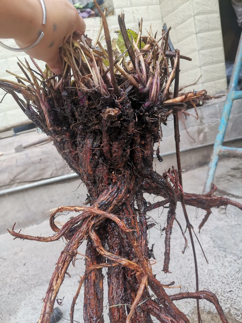 甘肃野生紫丹参 可整根可切片250g起
