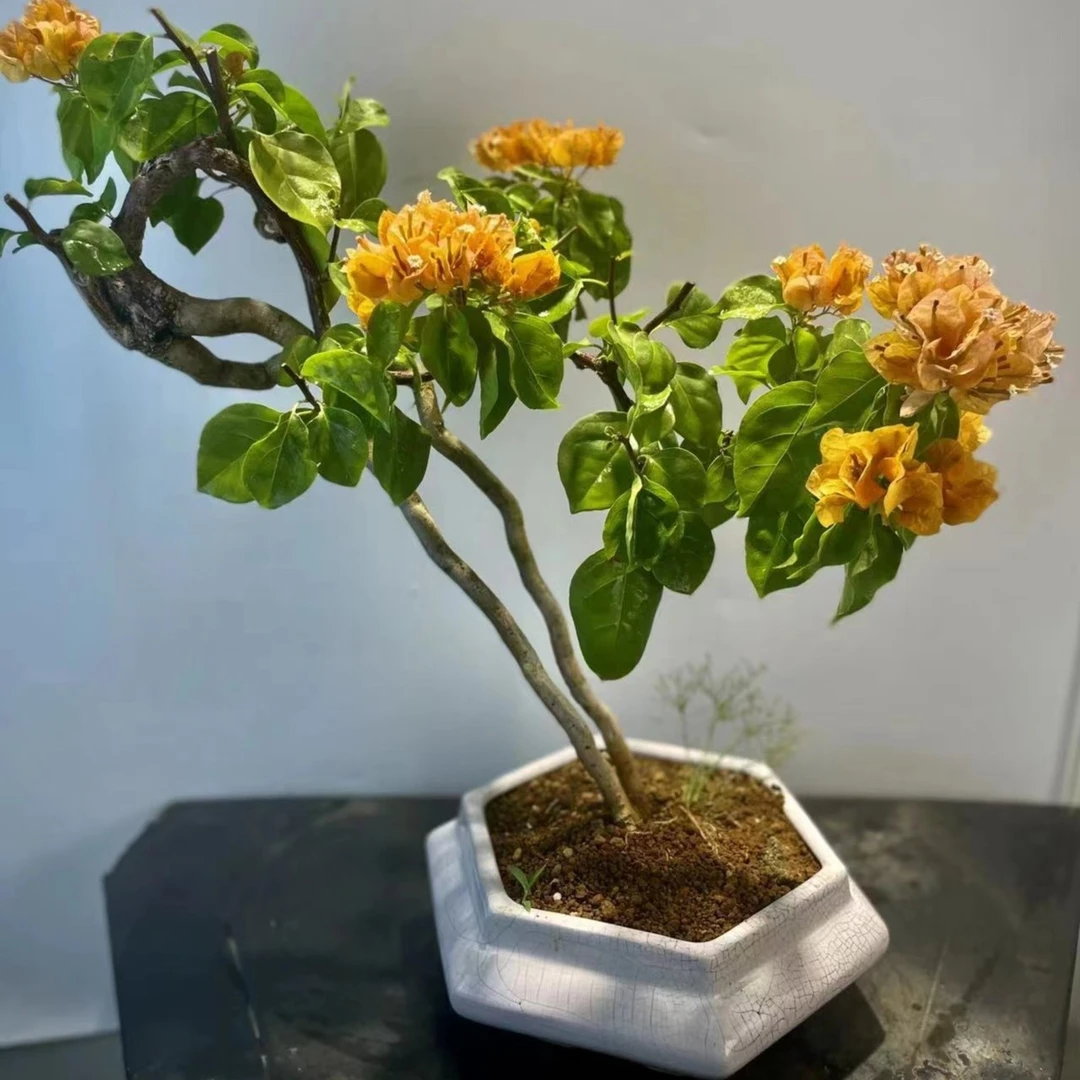 偏远地区  榆树栀子榕树雀梅各类盆景（一物一拍）找对应金额付款