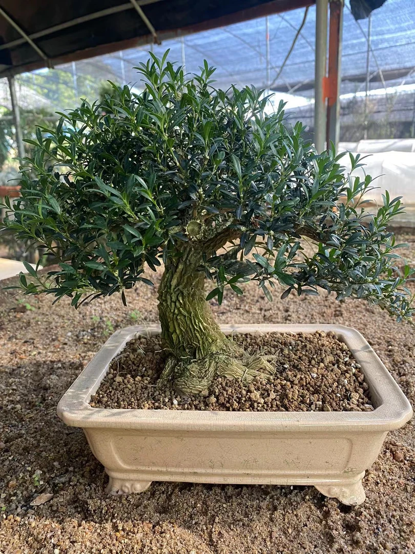 （一物一拍）小叶邹皮雀舌黄杨盆景