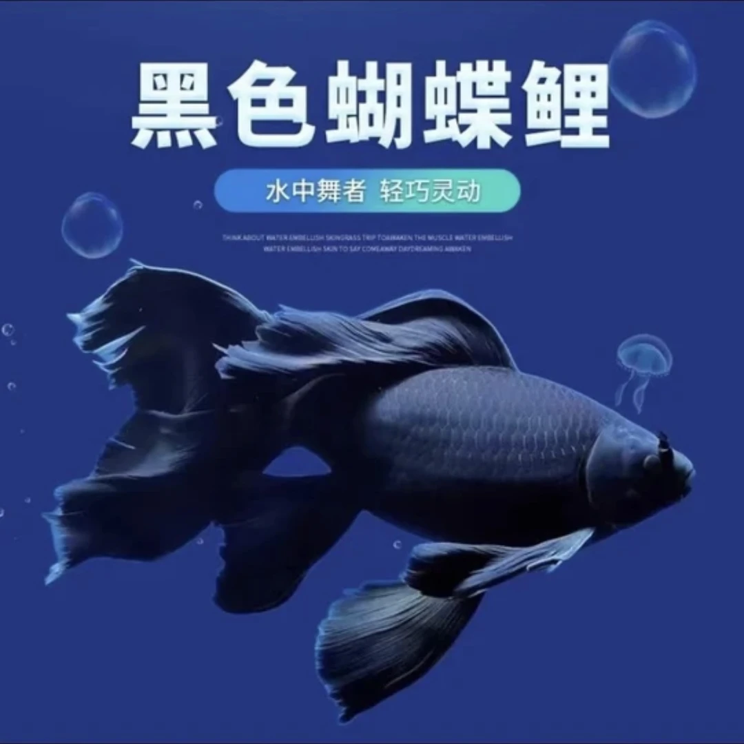 正宗台湾黑蝴蝶鲤贵妃狮子头大鳍大尾观赏鱼好养耐活混养冷水鱼苗
