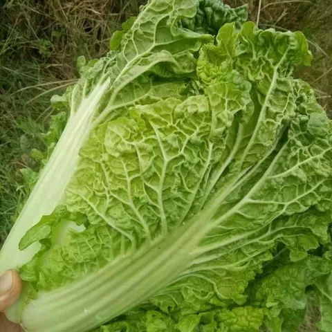 贵州高山麻叶白菜