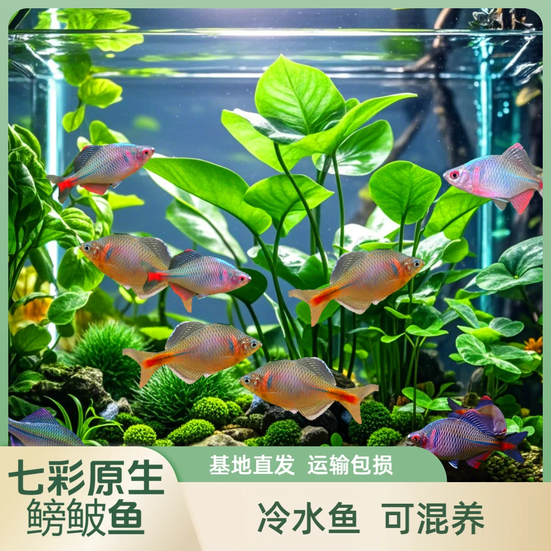 鳑鲏鱼观赏鱼冷水鱼原生鱼活鱼七彩旁皮鱼小型淡水鱼小苗好养耐活