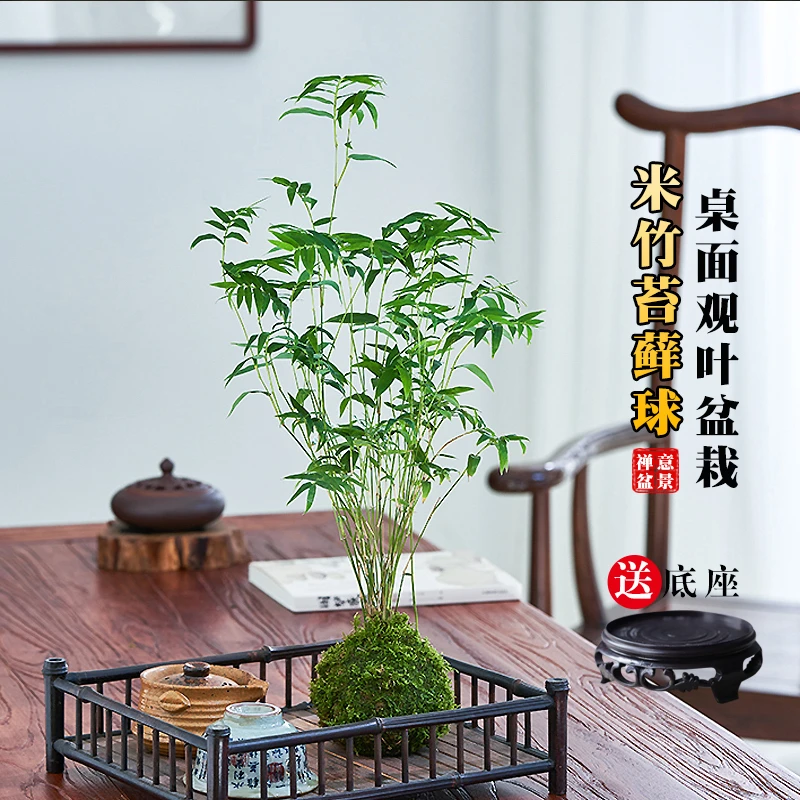 米竹植物凤尾竹子盆栽苔藓新中式懒人小盆景办公桌茶桌面室内绿植