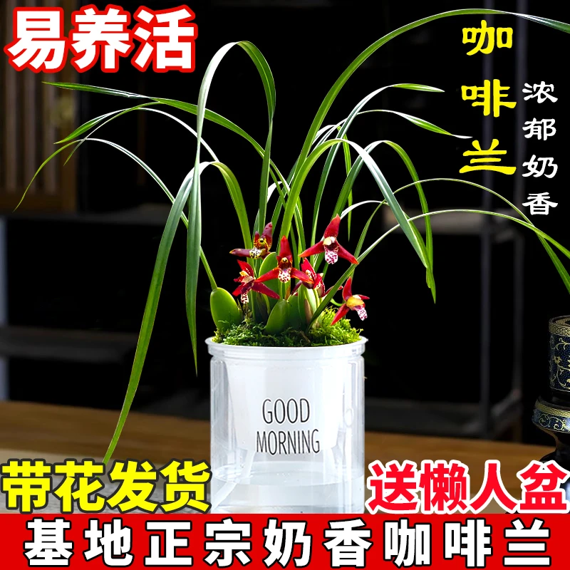兰花苗香水咖啡兰带超多花洋兰开花浓郁咖啡奶香好养室内绿植盆栽