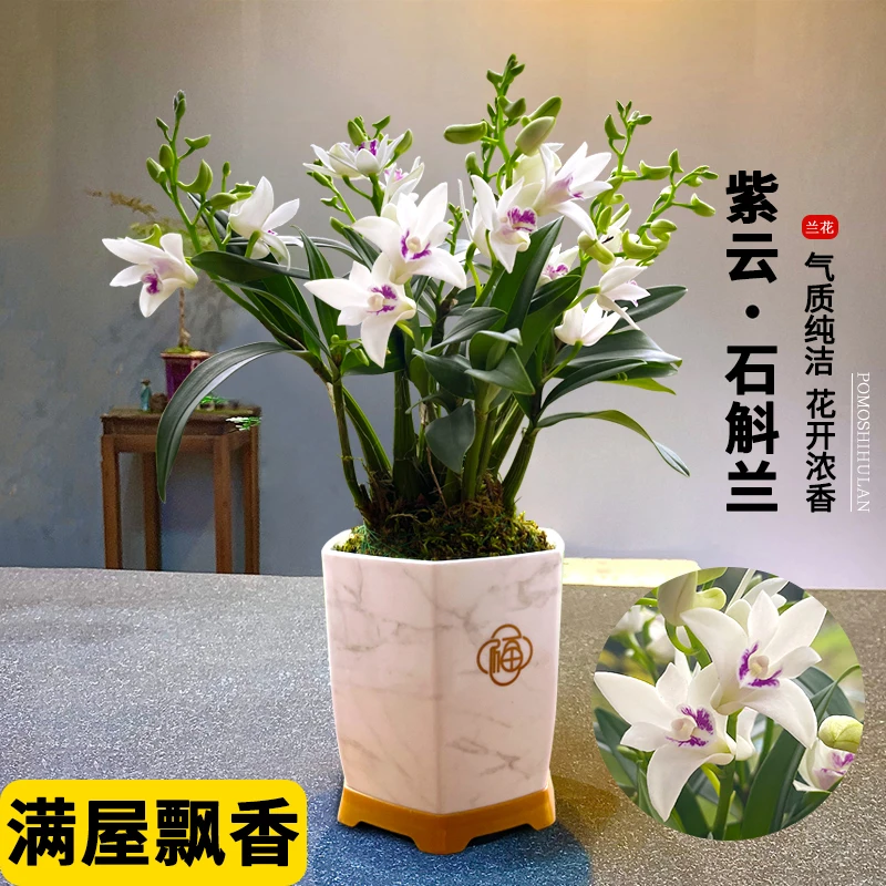 紫云石斛现带花带盆洁白石斛紫色花心好养易活室内外花卉绿植盆栽