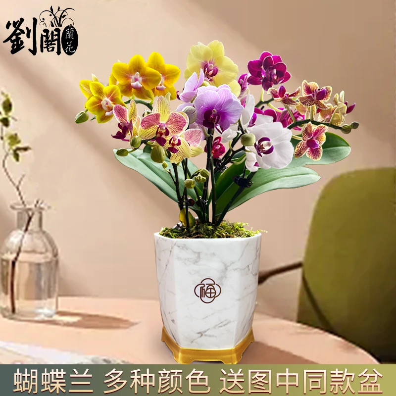 兰花草  蝴蝶兰盆栽现带花苞室内花卉客厅绿植办公室四季好养艳丽