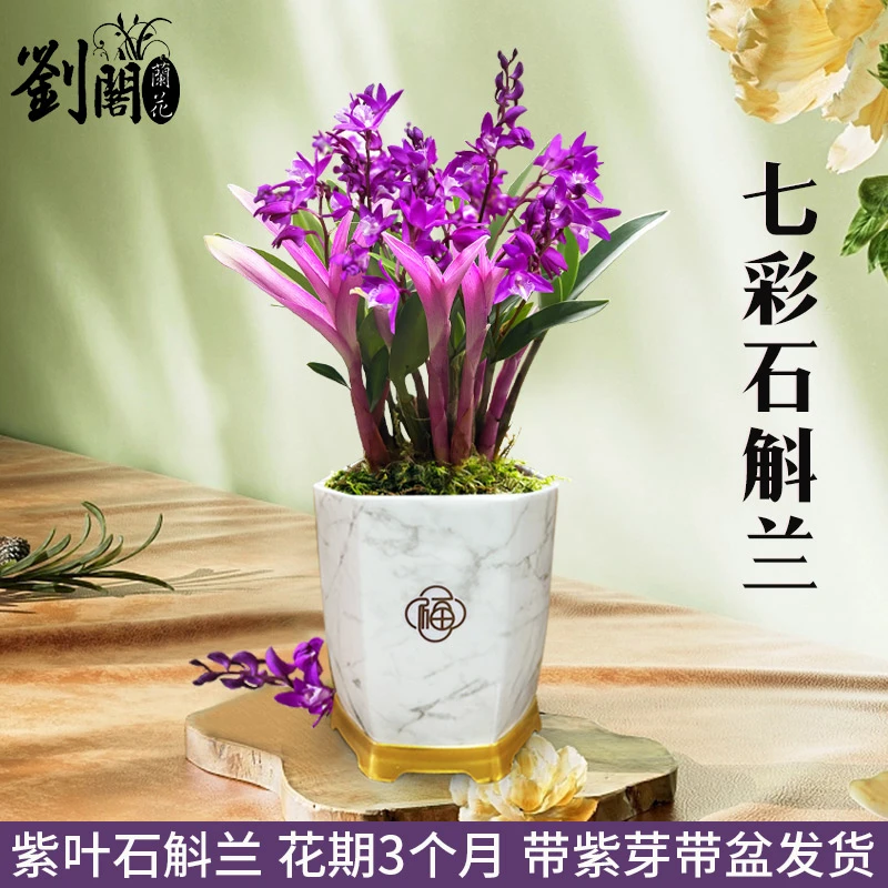 兰花苗 七彩紫叶石斛兰 冬带花苞泼墨紫蝶香水石斛室内外花卉盆栽