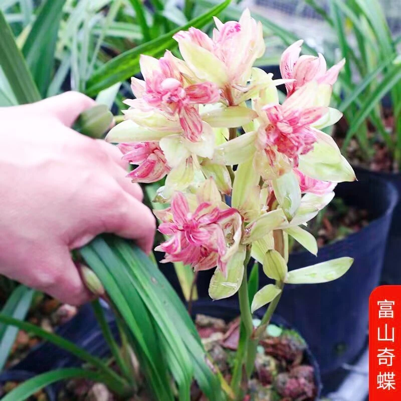 富山奇蝶 刘阁兰花苗 现带浓香花苞 好养花卉绿植盆栽美观植物