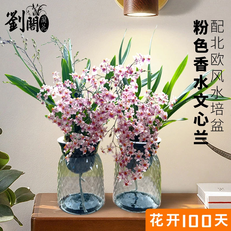 梦香香水文心兰奶香味现带花带盆刘阁兰花好养易活花卉绿植过年花