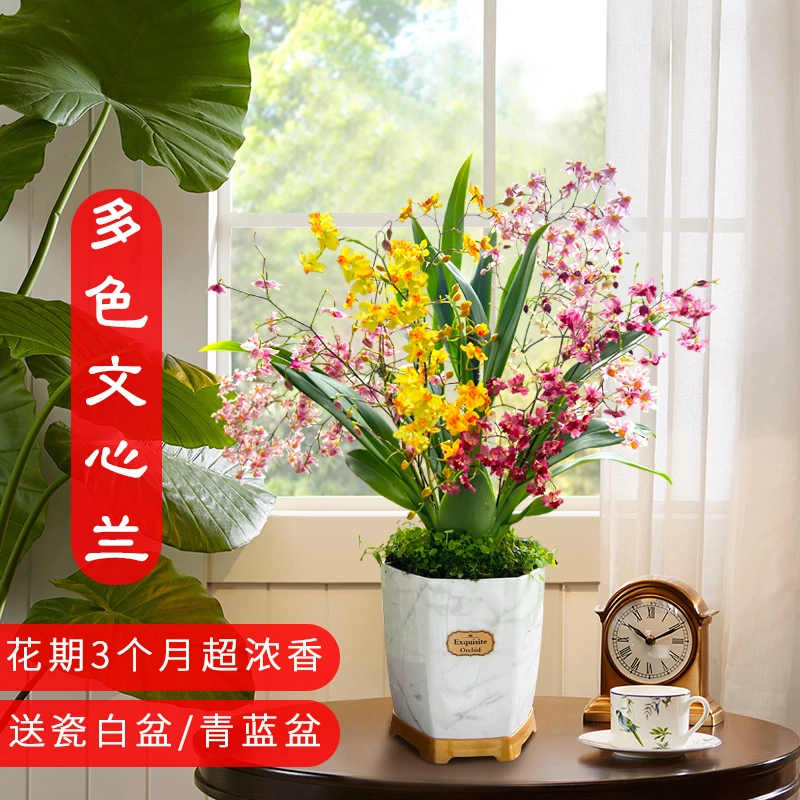 4色香水文心兰现带超多花苞出售 梦香兰花苗好养花卉绿植室内盆栽