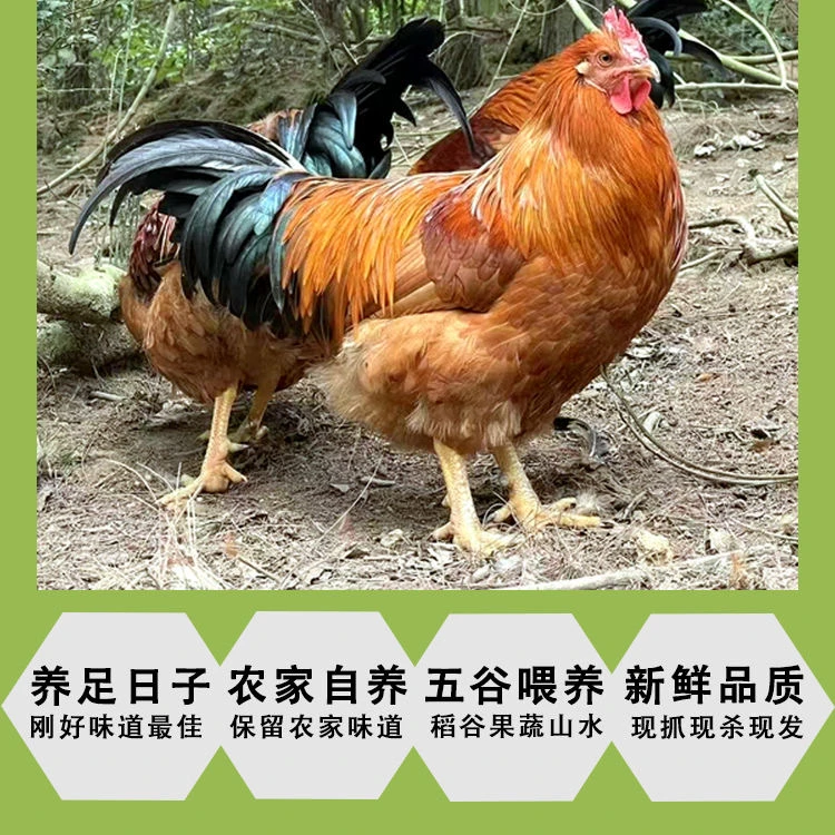 180天玉米粗粮土鸡阉鸡 散养土鸡 走地鸡