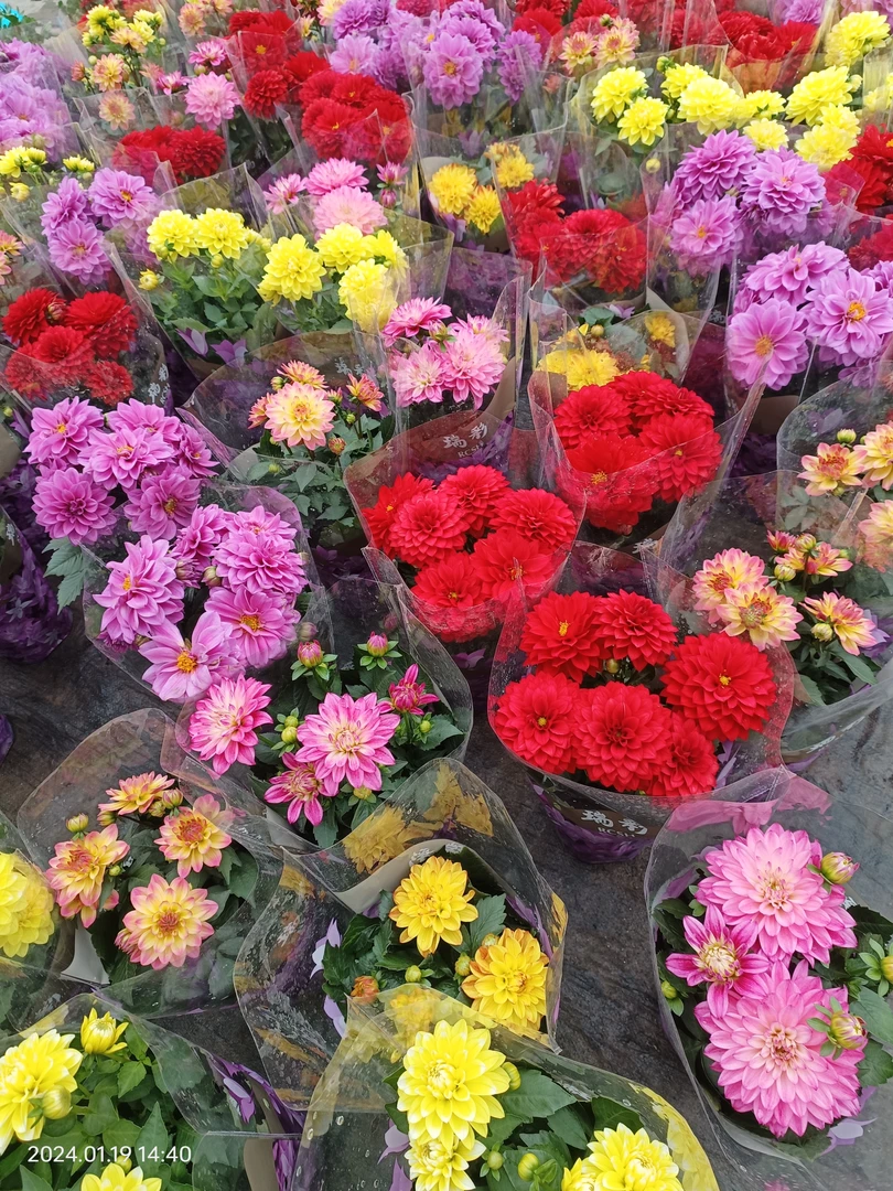 天竺葵/大丽花/康乃馨冬季室内阳台庭院花开不断2盆包邮