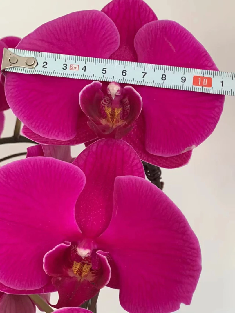 【大辣椒】蝴蝶兰3.5杯 精品老庄苗超大花型（叶子开裂不售后）