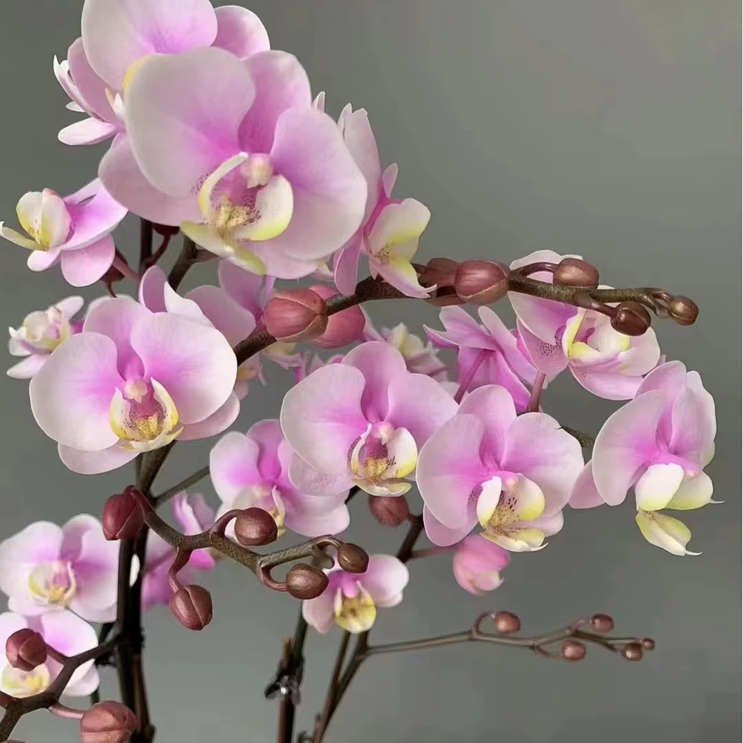 【香钻】蝴蝶兰2.8双花剑特别爱长分支花量巨多