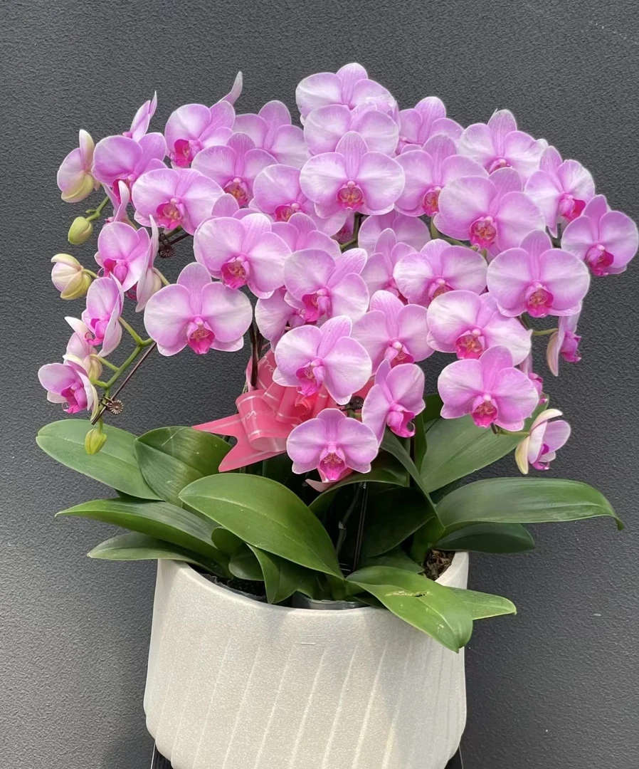 【粉嘟嘟】蝴蝶兰2.8杯带花剑浓香型蝴蝶兰花期超久