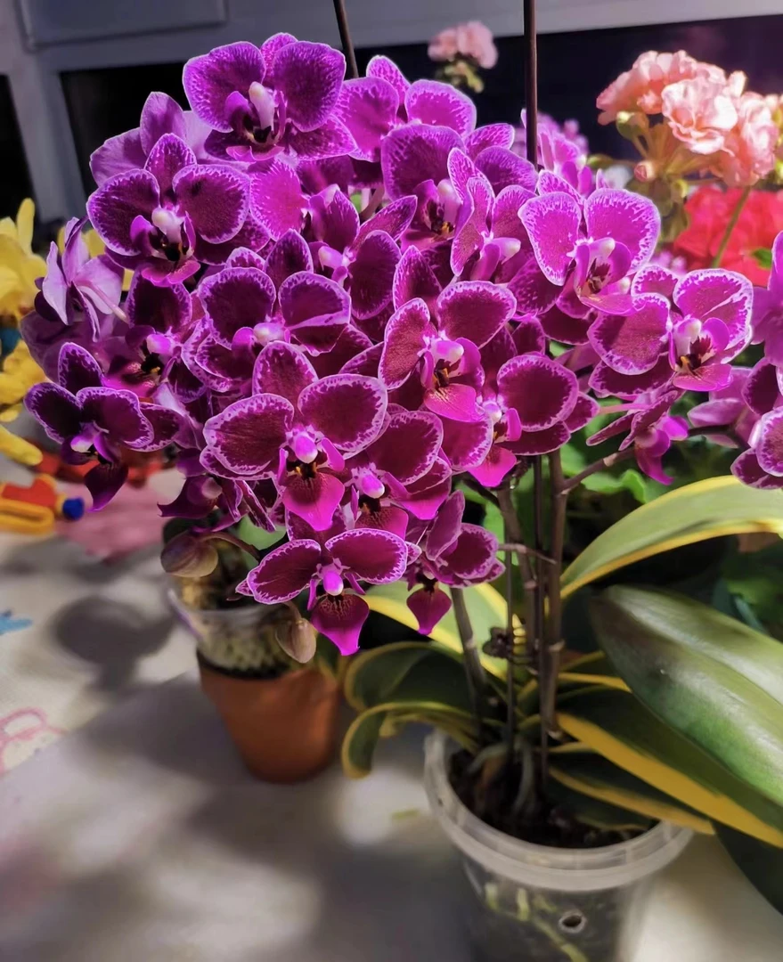 【金边蔓越莓】蝴蝶兰3.0加大杯双花剑发花量巨多特别爱长分支