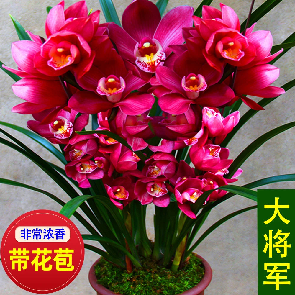带花苞大将军大花苞兰花基地发货
