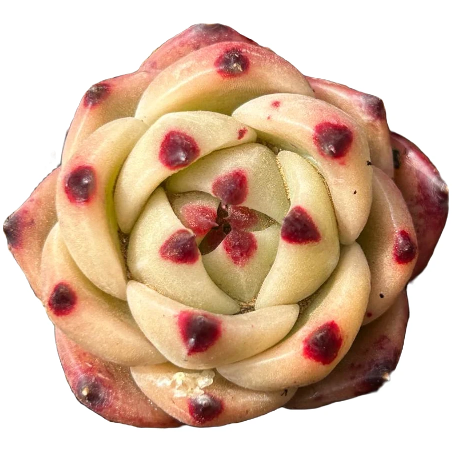 蓝龙【多肉】 【满19.9包邮】