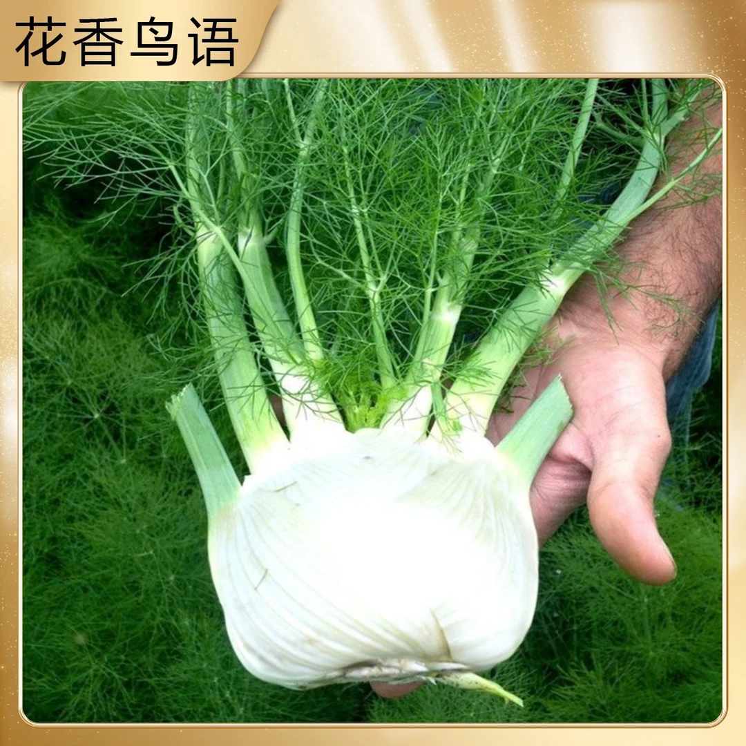 茴香种子高产小茴香菜割茬四季蔬菜籽球型播种简单优质茴香种子