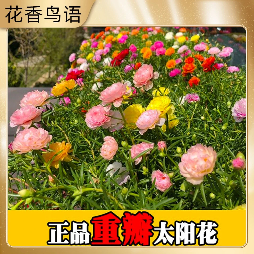 【9.9元 10000粒太阳花种子】混色7色重瓣太阳花易活易种阳台庭院
