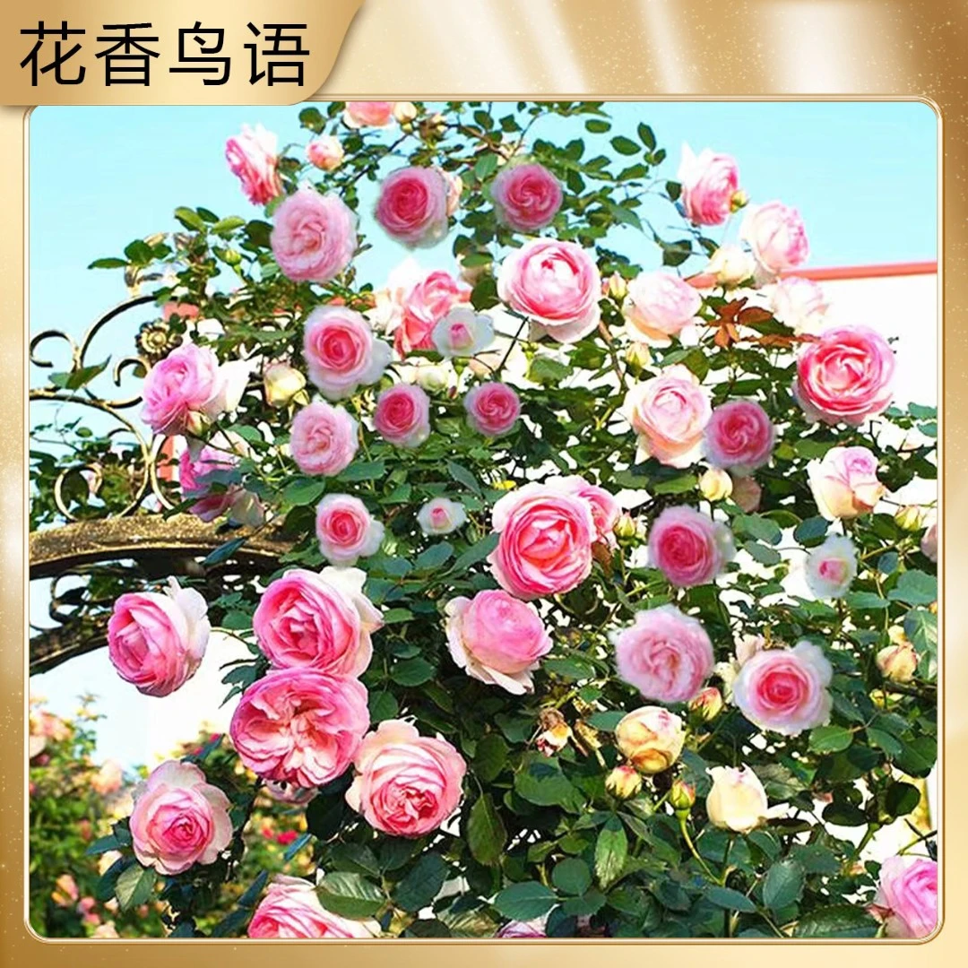 混色爬藤花种子四季开花爬藤开花盆栽地栽花卉简单红黄刺梅种子