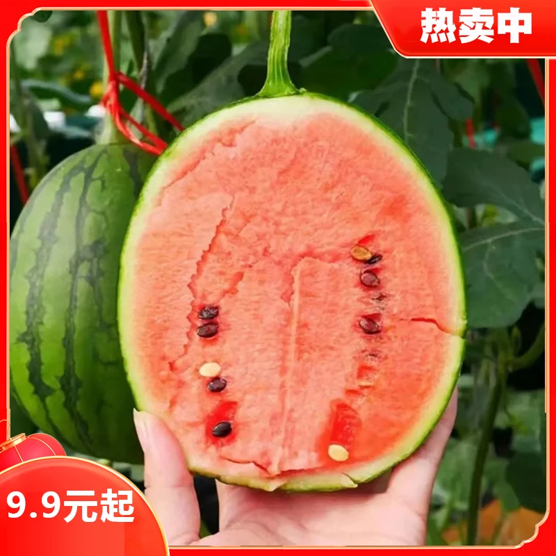 【盆栽小西瓜种子】红玉西瓜 四季种植简单 麒麟西瓜春季绿皮红壤