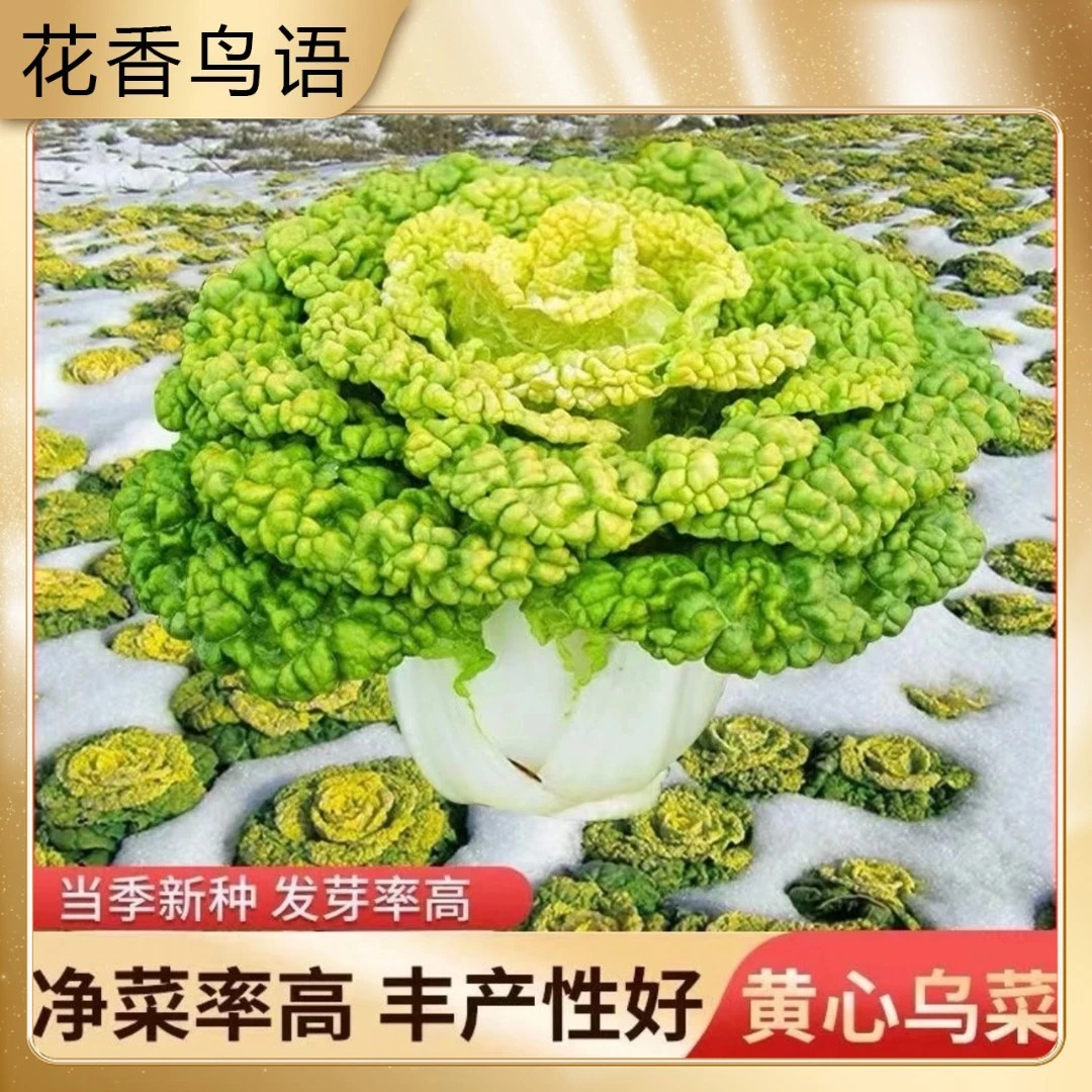 【黄心乌塌菜种子】菜地乌塌黄易栽培耐寒叶大肥厚纤维少乌塌菜子
