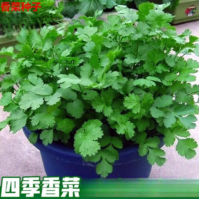 四季小香菜种子阳台室内花卉盆栽庭院蔬菜种子四季种植香菜籽种子