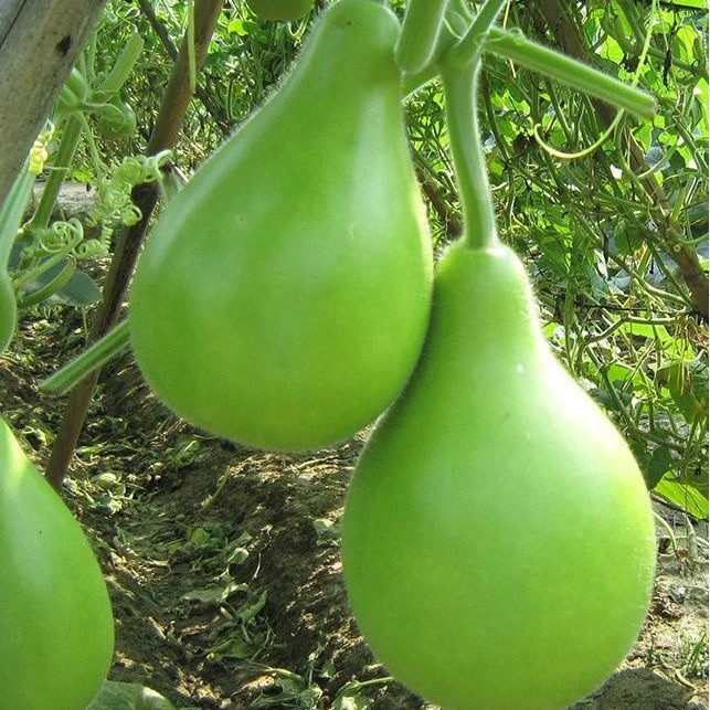 早生圆瓠瓜种子四季播蔬果种子甜瓠子瓜种子蒲瓜种子大棚盆栽