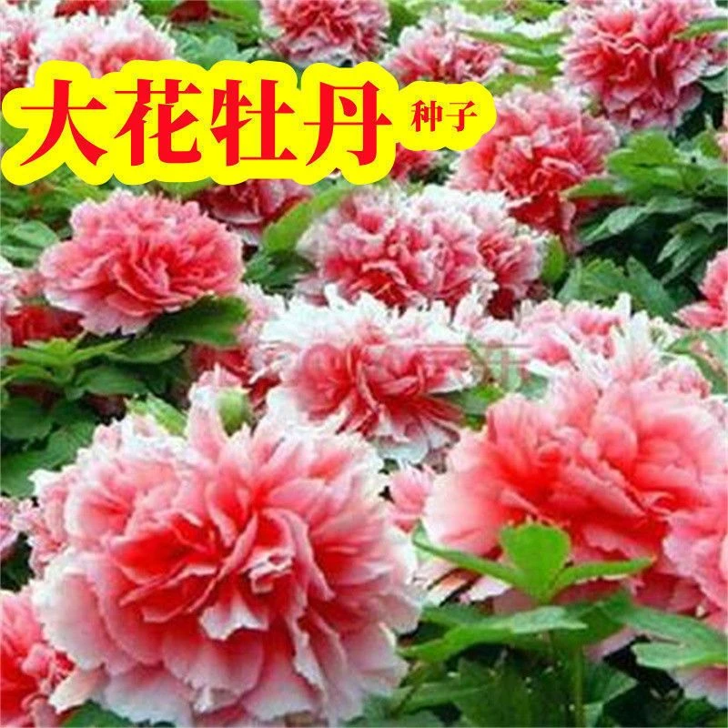 进口洛阳牡丹种籽牡丹花种子混色春播四季盆栽阳台药用观赏牡丹花