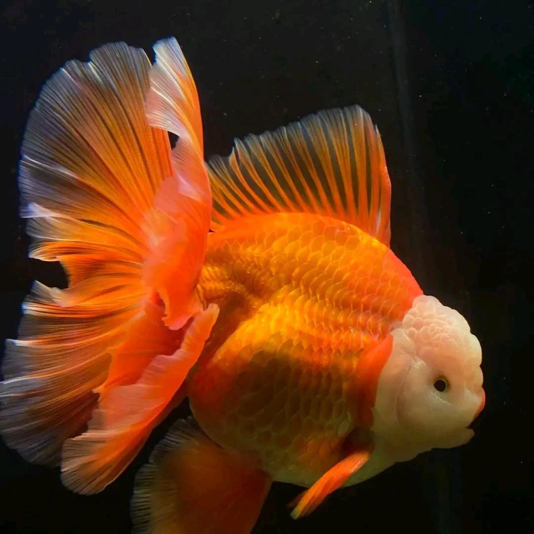 精品兰寿 观赏鱼
