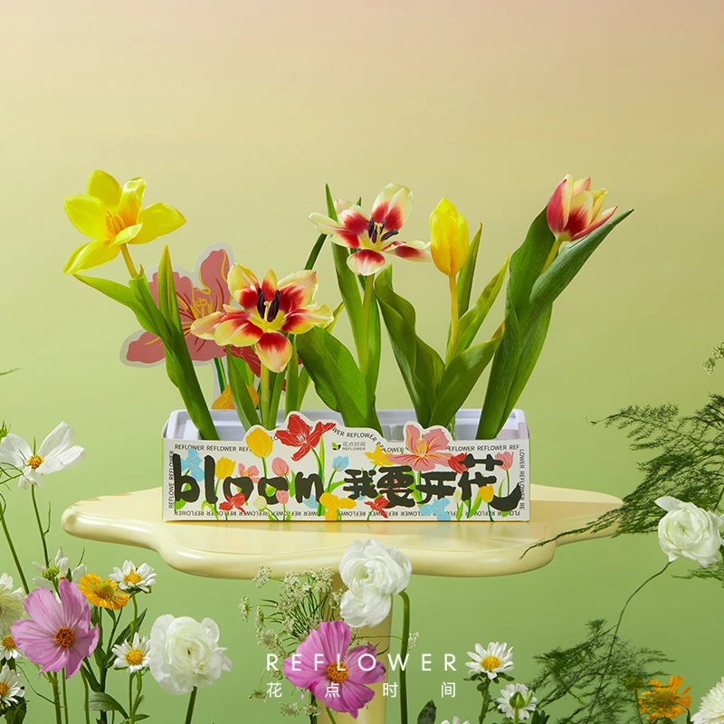 【进口郁金香种球】双色进口郁金香种球水培带盆好养花点时间