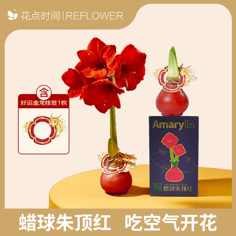 【梦颖X花点时间】进口朱顶红蜡球礼盒款 红色花/渐变红花可选礼盒