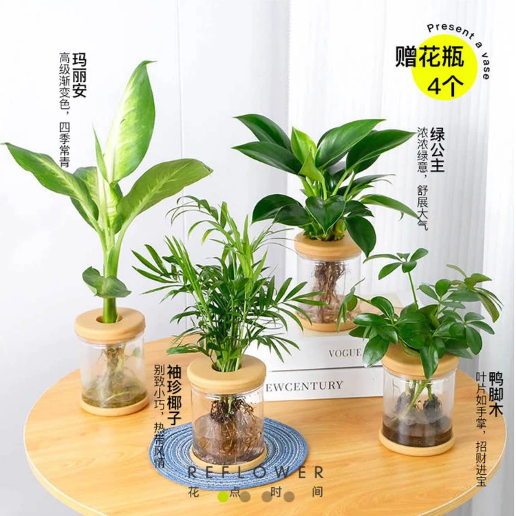【店铺专享】清新自然水培绿植4件（4植+4瓶）绿植带瓶器
