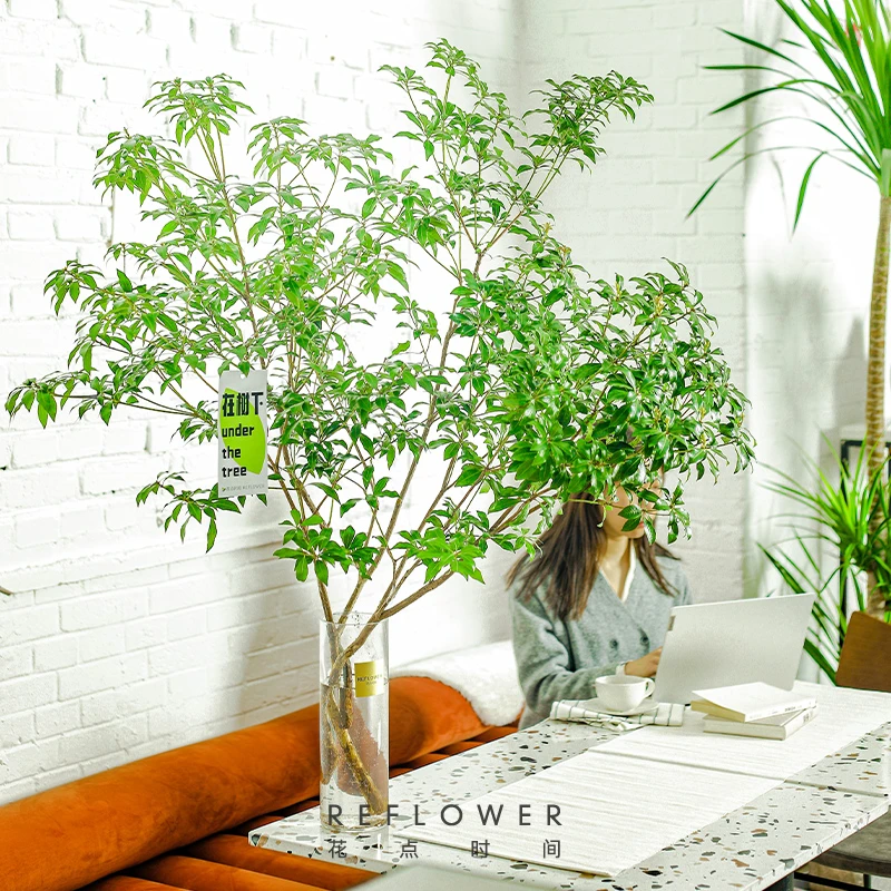 【店铺专享】精品马醉木2枝鲜切水培绿植室内森林办公室